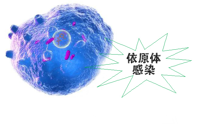 怎么不知不覺就感染了沙眼依原體呢？